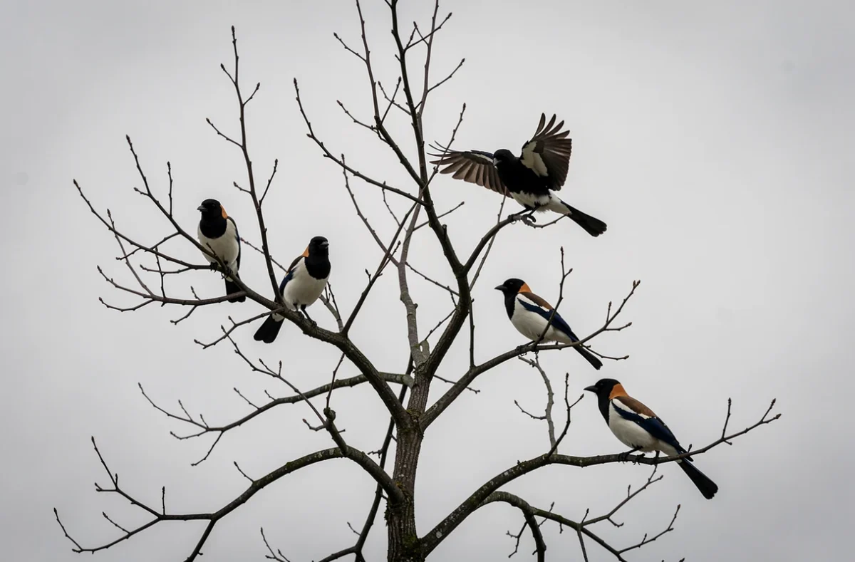 Quatre pies réunies sur les branches d'un arbre nu en hiver, évoquant un message spirituel et une symbolique de mission de vie