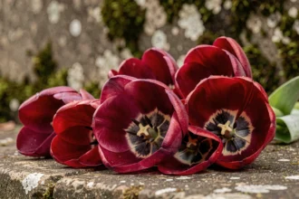 Tulipes rouges et violettes aux pétales veloutés sur une surface en pierre ancienne, symboles spirituels et signification mystique