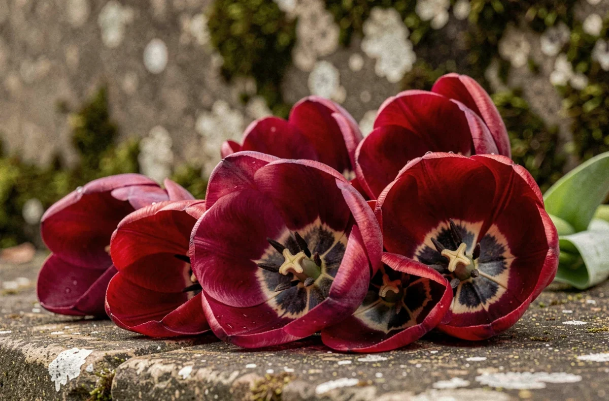 Tulipes rouges et violettes aux pétales veloutés sur une surface en pierre ancienne, symboles spirituels et signification mystique